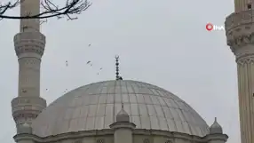 Iğdır'daki Leylekler Kışa Rağmen Gitmedi!