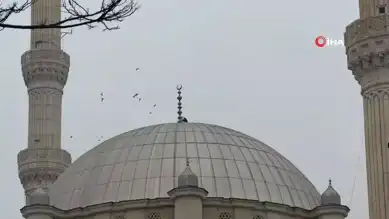 Iğdır'daki Leylekler Kışa Rağmen Gitmedi!