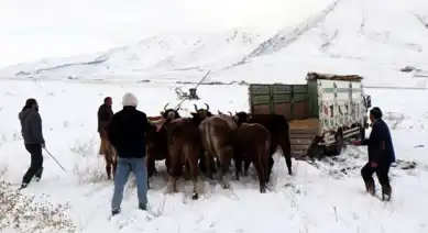 Iğdır'da Kar Kapanında Kalan İnekler Kurtarıldı